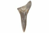 Bargain, Fossil Ginsu Shark (Cretoxyrhina) Tooth - Kansas #219145-1